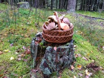 Фотографии Загородные дома Agroturystyka Pod Świerkami г. Nadrybie (Польша) №4 Фото Загородные дома Agroturystyka Pod Świerkami г. Nadrybie 4